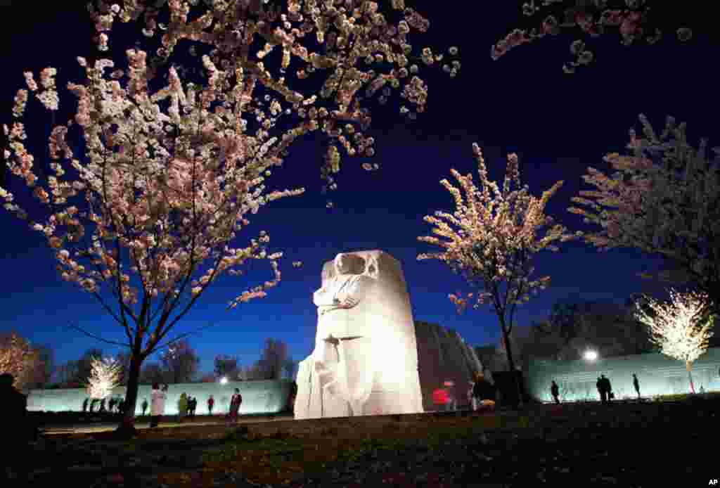 Anh đào nở sau lúc mặt trời lặn tại Đài Kỷ Niệm Martin Luther King, Jr. dọc theo hồ Tidal, 22 tháng 3, 2012. (AP)