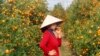 A kumquat seller uses a mobile phone while waiting for customers in Hanoi in January 2014. E-commerce is growing in Vietnam, despite the lack of credit cards that usually facilitate electronic transactions.