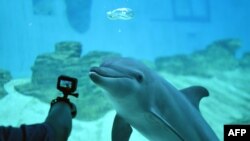 Seorang pengunjung mengambil gambar lumba-lumba hidung botol Indo-pasifik di Sea Aquarium di Resorts World Sentosa di Singapura. (Foto: AFP)
