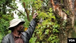 Hagumimana Kanyabikingi in the forest of Mgahinga National Park, where he and his ancestors once lived. December 11, 2012. (Hilary Heuler / VOA News)