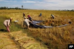 រូបឯកសារ៖ កសិករ​ខ្មែរ​នាំ​គ្នា​ទាញ​ក្រណាត់​តង់​ដែល​ពោរពេញ​ទៅ​ដោយ​កណ្តាប់​ស្រូវ​ចេញ​ពី​វាល​ស្រែ​លិច​ទឹក ដើម្បី​ហាល​ស្រូវ​ឲ្យ​ស្ងួត​ក្នុង​រដូវ​ច្រូត​ស្រូវ​នៅ​ភូមិ​ស្វាយ​ចេកនៃ​ជាយ​ក្រុង​ភ្នំពេញ កាល​ពី​ថ្ងៃ​អាទិត្យ ទី៧ ខែ​ធ្នូ ឆ្នាំ២០១៤។ (AP/ហេង ស៊ីនិត)