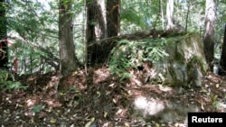 FILE - A stump from a old growth tree cut for timber is pictured at the Garcia River Forest near Longvale, California, July 27, 2009. 