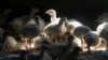 Confirman primer caso de gripe aviar en humano en EEUU