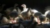 First US Case of H5N1 Bird Flu in Human Confirmed in Colorado