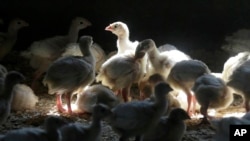 FILE - Turkeys stand in a barn on a turkey farm near Manson, Iowa, on Aug. 10, 2015.