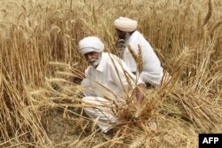 Petani India memanen tanaman gandum di ladang di pinggiran Amritsar pada 12 April 2022. (Foto: AFP/Narinder Nanu)