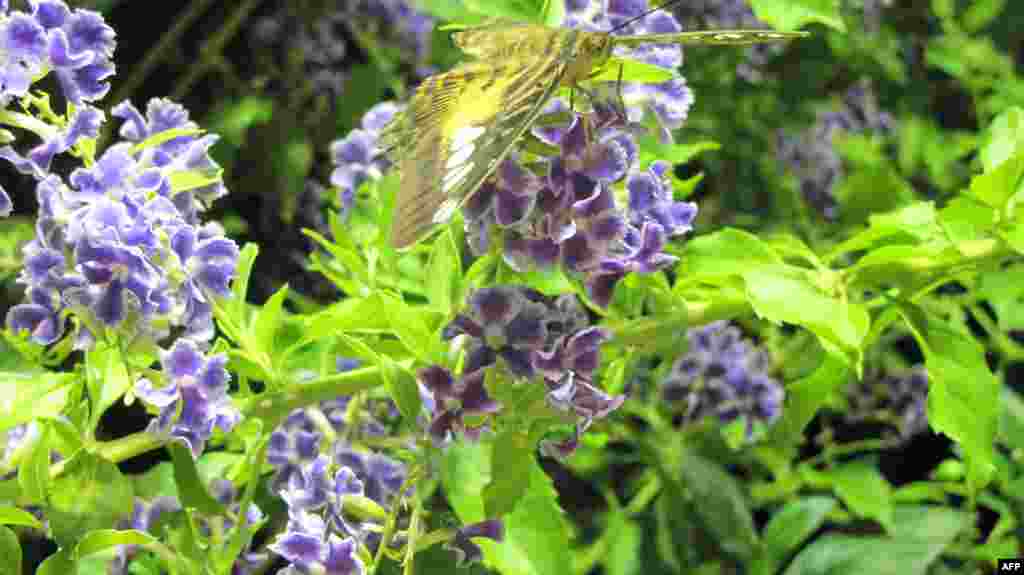 Amerikan Doğa Tarihi Müzesi: Kelebekler