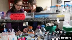 FILE - Researchers conduct reproductive physiology tests in a lab at the University of Washington Medical Schools' Health Sciences Center in Seattle, March 16, 2011. The research program had relied on the National Institutes for Health to underwrite its work since 1977.