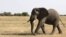 An elephant walks in Serengeti National Park, August 18, 2012.