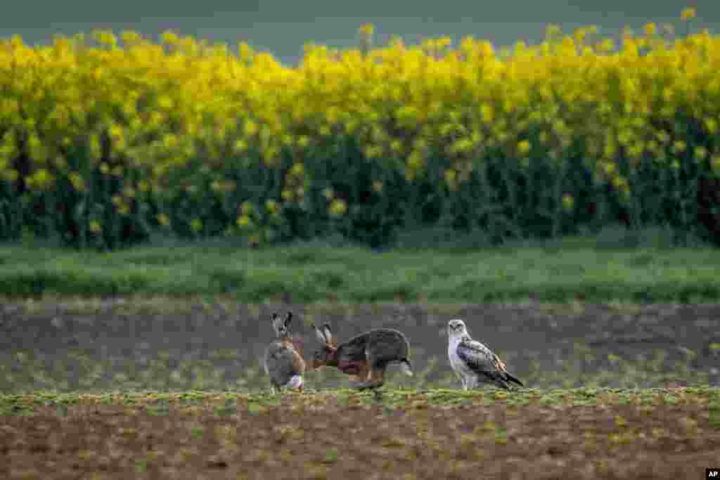 A white buzzard watches a hare run by on a field outside Frankfurt, Germany.