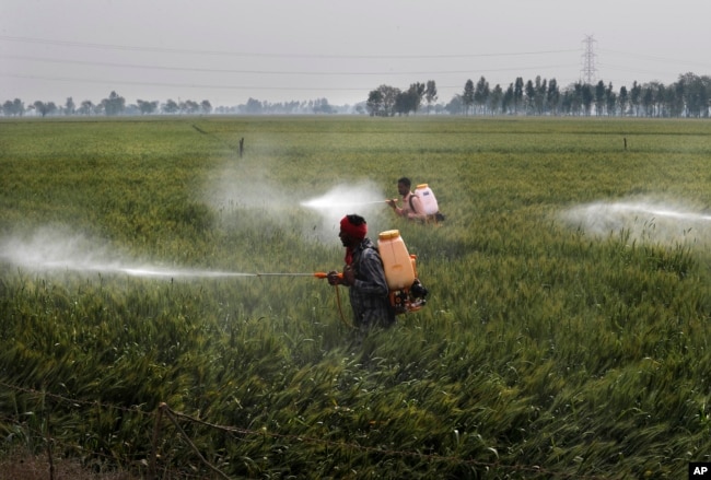 Workers spray pesticide on wheat crop in Ranish Kalan village of Moga district in the northern Indian state of Punjab on March 13, 2021. (AP Photo/Manish Swarup, File)