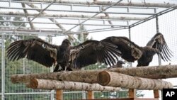 This undated photo provided by Yurok Tribal Government shows two California condors waiting for release in a designated staging enclosure, which is attached to the flight pen.