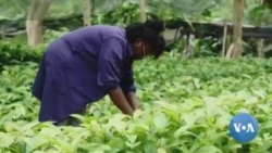 Ghanaian Women Drive New Growth in Coffee Production