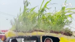 အပူဒဏ္ကာတဲ့ သံုးဘီးေခါင္မိုးစိုက္ခင္း
