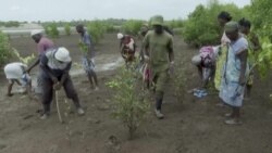 Quand la mangrove en disparition est replantée par les Kenyans 