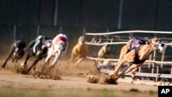 Los galgos compiten en una carrera en el Iowa Greyhound Park, el sábado 16 de abril de 2022, en Dubuque, Iowa. Después del final de una temporada trunca en Dubuque en mayo, la pista aquí se cerrará. Para fin de año, solo quedarán dos pistas en el país.