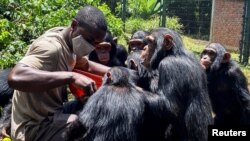 Caregiver Bayongwa Mirindi Ephreme feeds small chimpanzees at the Lwiru Primates Rehabilitation Centre, in South Kivu, Democratic Republic of Congo, April 7, 2022. (REUTERS/Djaffar Al Katanty )