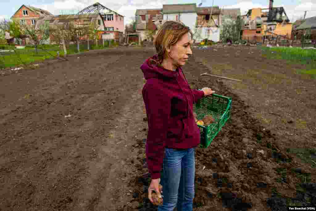 A woman plants potatoes on her half-destroyed property at the village outside Kharkiv, which was occupied by Russian forces for more than a month, April 30, 2022. 