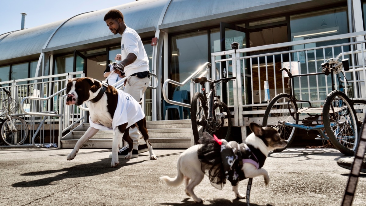 Do Homeless Shelters Accept Dogs