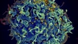 This colorized electron microscope image made available by the U.S. National Institutes of Health shows a human T cell, indicated in blue, under attack by HIV, in yellow, the virus that causes AIDS. (Seth Pincus, Elizabeth Fischer, Austin Athman/NIH via AP)