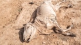 FILE: The carcass of a dead cow lies on the ground in the village of Hargududo, 80 kilometers from the city of Gode, Ethiopia. Taken April 07, 2022. 