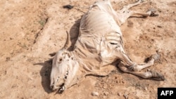 FILE: The carcass of a dead cow lies on the ground in the village of Hargududo, 80 kilometers from the city of Gode, Ethiopia. Taken April 07, 2022. 