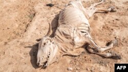 FILE: The carcass of a dead cow lies on the ground in the village of Hargududo, 80 kilometers from the city of Gode, Ethiopia, on April 07, 2022. - There had hardly been a drop of rain in Hargududo in 18 months then.