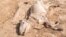 FILE: The carcass of a dead cow lies on the ground in the village of Hargududo, 80 kilometers from the city of Gode, Ethiopia, on April 07, 2022. - There had hardly been a drop of rain in Hargududo in 18 months then.