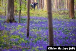 Bunga lonceng biru bermekaran di hutan Hallerbos selatan Brussel, Belgia, Selasa, 19 April 2022. (Foto: AP/Olivier Matthys)