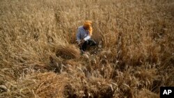 A farmer harvests wheat on the outskirts of Jammu, India, Thursday, April 28, 2022. (AP Photo/Channi Anand)