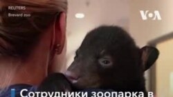 Спасение медвежонка