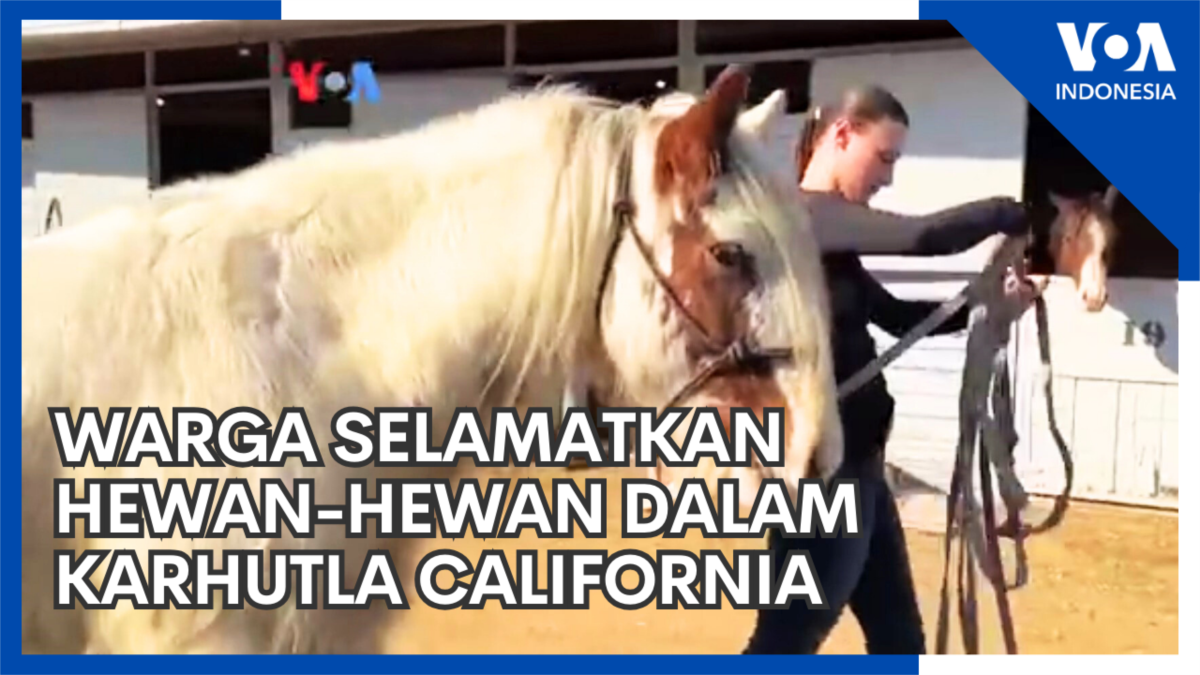 Warga Selamatkan Hewan-hewan dalam Karhutla California