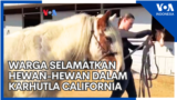 Warga Selamatkan Hewan-hewan dalam Karhutla California