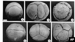 This composite of microscope images shows fossil animal embryos - discovered in China - that have opened a window on an early and poorly understood stage in the evolution of animals, February 1998 (file photo)