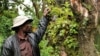 Hagumimana Kanyabikingi in the forest of Mgahinga National Park, where he and his ancestors once lived. December 11, 2012. (Hilary Heuler / VOA News)