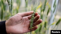 A man handles an ear of wheat in a greenhouse at the Israel Plant Gene Bank at the Volcani Institute in Rishon LeZion, Israel November 3, 2022. (REUTERS/Amir Cohen)