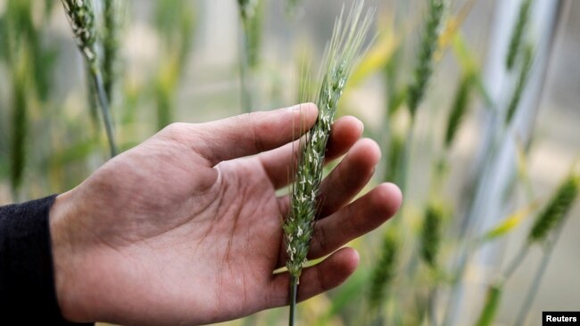 A man handles an ear of wheat in a greenhouse at the Israel Plant Gene Bank at the Volcani Institute in Rishon LeZion, Israel November 3, 2022. (REUTERS/Amir Cohen)