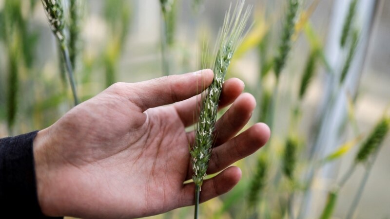 Scientists in Israel Make Gene Bank for Wild Crops