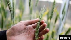 FILE: A man handles an ear of wheat in a greenhouse at the Israel Plant Gene Bank at the Volcani Institute in Rishon LeZion, Israel November 3, 2022.
