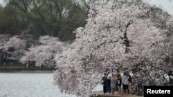 Người Mỹ và du khách nước ngoài tham quan hoa anh đào tại Tidal Basin, Washing ton D.C trong mùa dịch virus corona (ảnh chụp ngày 20/3/2020