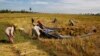 FILE - Cambodian farmers drag a tarp loaded with bundled rice to dry it during the harvesting season in Svay Chek village on the outskirts of Phnom Penh.