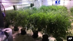 Illegal marijuana sits in a residence in Thousand Oaks, Calif., Sept. 26, 2018.