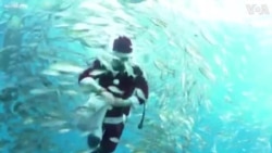 Santa Diver Brings Holiday Cheer to Fish and Visitors in Japan