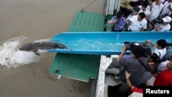 FILE - A Chinese sturgeon, which was injured and rescued earlier, is released into the Yangtze river in Shanghai.