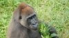 Cameroon Woman Works to Save Gorillas