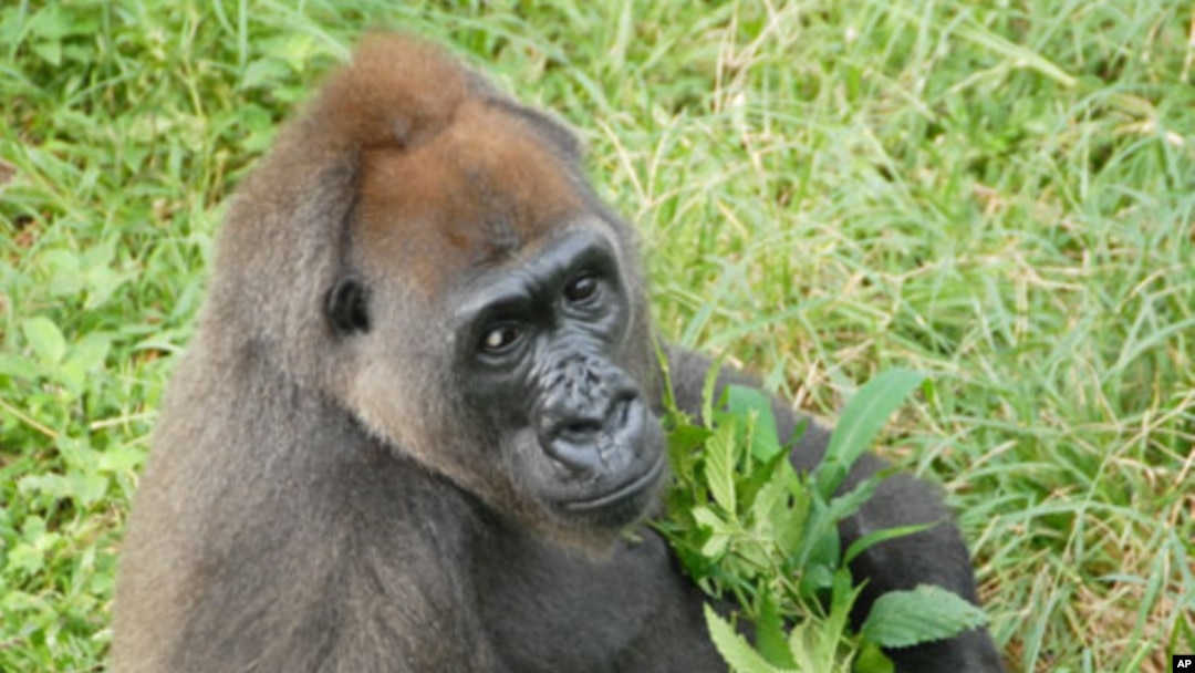 Nyango is the only known Cross River gorilla in captivity. She lives in the Limbe Wildlife Center in Cameroon.