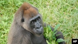 Nyango is the only known Cross River gorilla in captivity. She lives in the Limbe Wildlife Center in Cameroon.