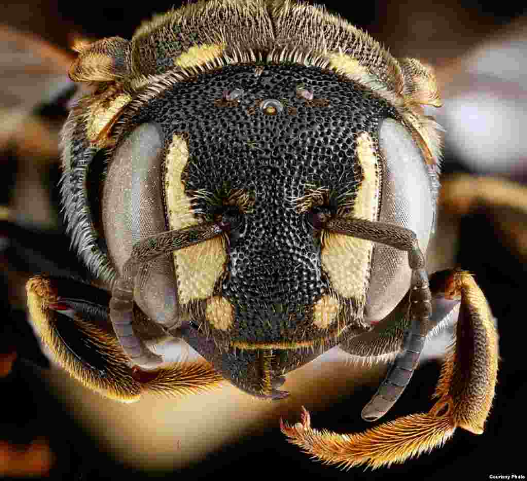 Dianthidium simile nests in the base of clumps of grass in nest cells made of sand mixed with pine resin. 