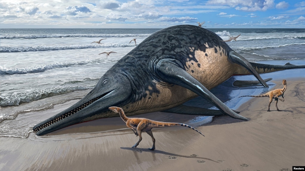 The carcass of a Ichthyotitan severnensis, a newly identified species of marine reptile, lies on a shore in this illustration obtained by Reuters on April 16, 2024. (Sergey Krasovskiy/Handout via REUTERS)