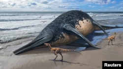 The carcass of a Ichthyotitan severnensis, a newly identified species of marine reptile, lies on a shore in this illustration obtained by Reuters on April 16, 2024. (Sergey Krasovskiy/Handout via REUTERS)